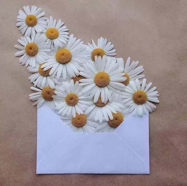 一张纸和几朵花给你最美的情书
