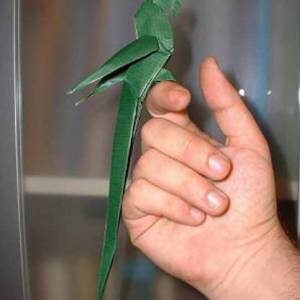 可以模仿人类语言的鸟类---鹦鹉折纸版