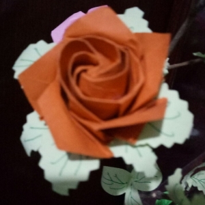 桔色玫瑰花